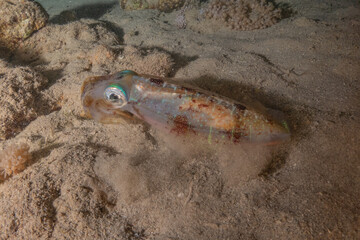 Squid in the Red Sea Colorful and beautiful, Eilat Israel
