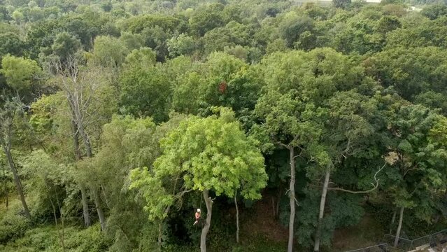 Arborist cutting down tree with petrol chainsaw