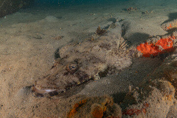 Fish swimming in the Red Sea, colorful fish, Eilat Israel
