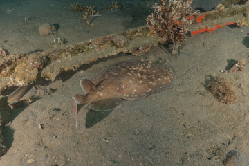 Fototapeta na wymiar Torpedo sinuspersici On the seabed in the Red Sea, Israel 