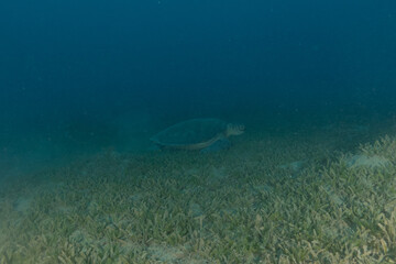 Fototapeta na wymiar Hawksbill sea turtle in the Red Sea, Eilat, Israel 