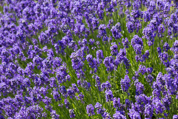 Obraz premium English Lavender flowering by the coast at Bognor Regis