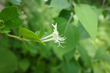 里山の植物　初夏の森を彩るスイカズラ