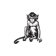 Handdrawn monkey illustration, Monkey drawing, Tropical animal, chimpanzee element