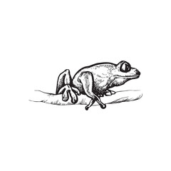 handdrawn frog illustration, frog drawing, toad, animal, swamp