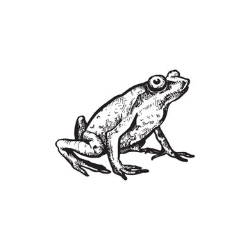 handdrawn frog illustration, frog drawing, toad, animal, swamp