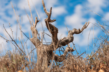 blue sky over an old lonely tree, close-up, there is a place for an inscription