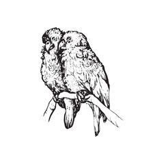 Handdrawn parrot illustration, Bird drawing, Tropical, Jungle animal, Wings, Parrot tattoo