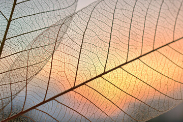 Sunset through skeletal leaves - natural abstract texture background in warm orange yellow tones