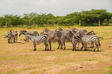 Fototapeta na wymiar A herd of zebras grazing in the wild at Ol Pejeta Conservancy in Nanyuki, Kenya