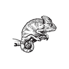 handdrawn Chameleon illustration, chameleon drawing, wild animal, tropical, jungle animal, chameleon tattoo © michaelrayback