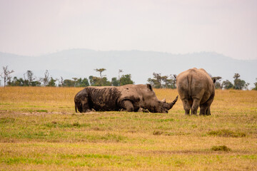 A herd of white rhinos grazing in the wild at Ol Pejeta Conservancy in Nanyuki, Kenya