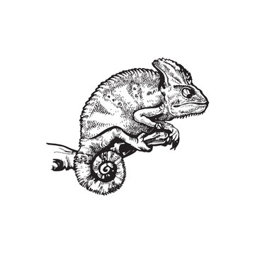 recommend clip art: handdrawn Chameleon illustration, chameleon drawing, wild animal, tropical, jungle animal, chameleon tattoo
