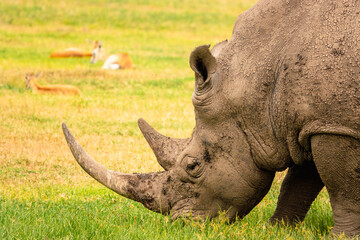 Fototapeta premium A white rhino grazing in the wild at Ol PeJeta Conservancy, Nanyuki, Kenya