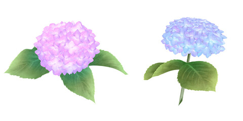 ピンク色と青色の紫陽花セット　水彩画