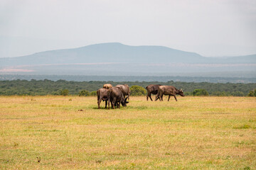 A herd of buffaloes grazing in the wild at Ol Pejeta Conservancy in Nanyuki, Kenya