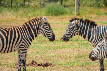 A herd of zebras grazing in the wild at Ol Pejeta Conservancy in Nanyuki, Kenya