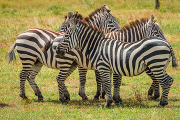 Fototapeta na wymiar A herd of zebras grazing in the wild at Ol Pejeta Conservancy in Nanyuki, Kenya