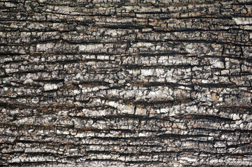 Tree bark texture detail macro photography