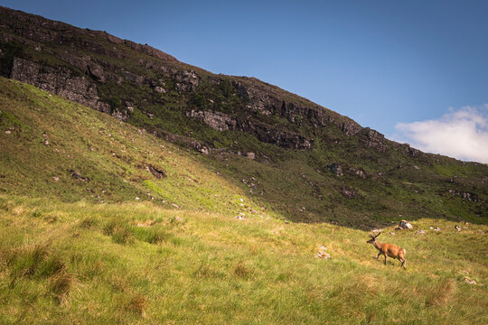 A summer HDR image of a Red Deer, Cervus elaphus scoticus, alone, roaming in the hills of Glenshieldaig, Scotland. 6th June 2023