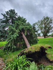 Uprooted tree from a tornado
