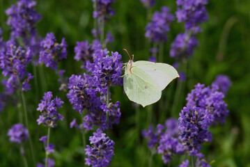 Common brimstone butterfly (Gonepteryx rhamni) sitting on lavender in Zurich, Switzerland