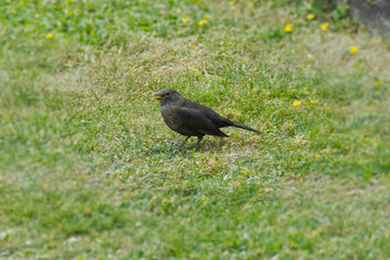 Female eurasian blackbird (Turdus merula) sitting on grass in Zurich, Switzerland