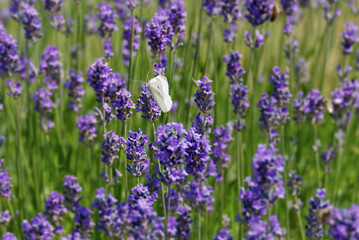 Small white butterfly (Pieris rapae) perched on lavender in Zurich, Switzerland