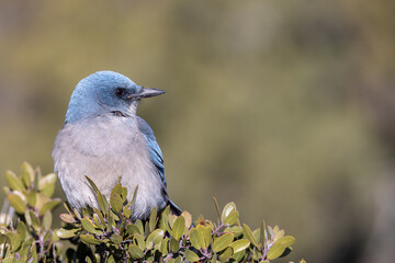 Scrub Jay on a Bush in Arizona