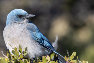 Scrub Jay on a Bush in Arizona