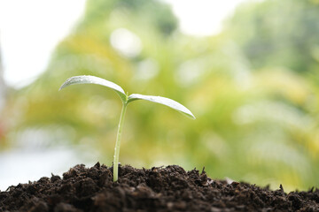 Small growing tree sprout closeup with bright green background