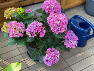 Beautiful blooming vibrant pink purple Hydrangea flowers in decorative grey flower pot in balcony terrace garden in spring summer time close up
