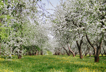 blooming apple orchard with green grass, lawn in spring