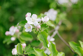 close-up on a flowering tree, apple tree in the garden in spring