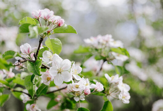 blossoming apple tree branch in spring with flowers, close-up with bokeh, spring background