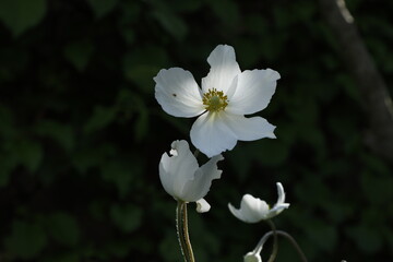anemone