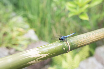 竹筒に止まるオオシオカラトンボ（オス）