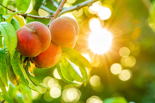 Ripe sweet peach fruits on the tree