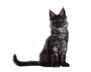 Adorable impresive black smoke Maine Coon cat kitten, sitting up side ways. Looking straight at camera. Isolated cutout on a transparent background.
