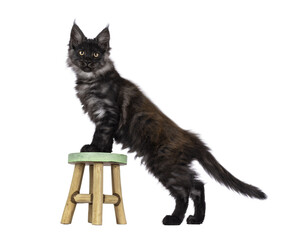 Adorable impresive black smoke Maine Coon cat kitten, standing side ways with front paws on little...