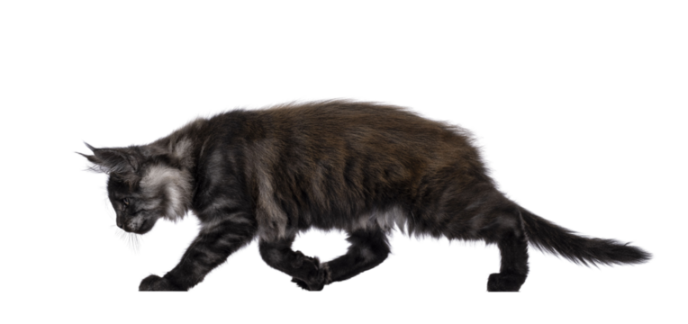 Adorable impresive black smoke Maine Coon cat kitten, walking side ways. Looking away from camera. Isolated cutout on a transparent background.