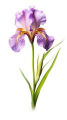 Iris flower isolated on white background. Beautiful blooming plant. Generative AI