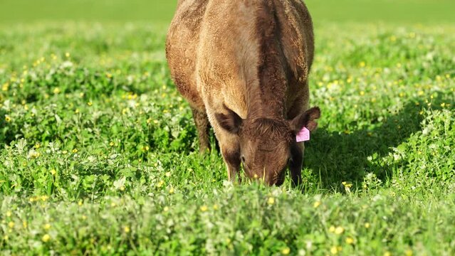 Fat beef cows grazing on native grasses in a field on a farm practicing regenerative agriculture in Australia   