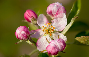Fototapeta na wymiar Cherry blossom Closeup 1