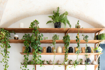 Stylish wall with houseplants, ceramic containers and coffee bags on wooden shelves