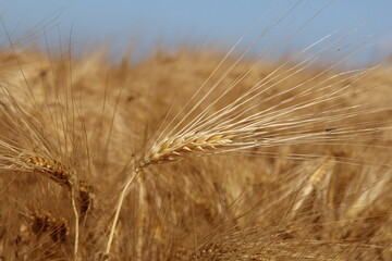 an ear of wheat closeup in a yellow field in summer
