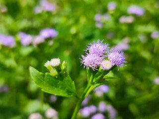 sri lanka nature beautiful environment flowers and plants