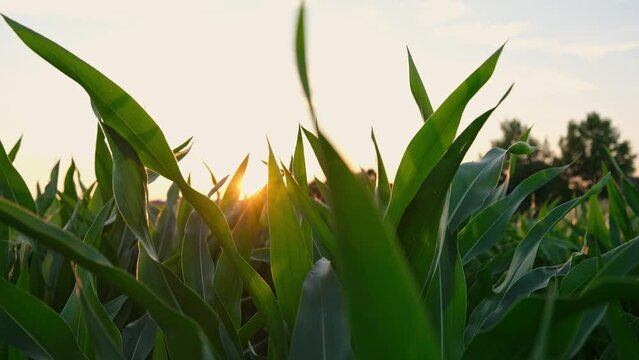 Maisfeld bei Sonnenuntergang im Sommer