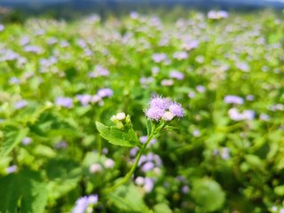 Obraz premium sri lanka nature beautiful environment flowers and plants