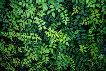 Green Leaf Background